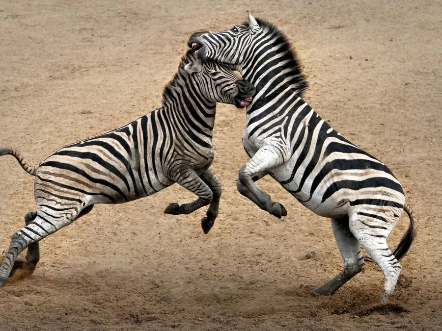 Zebras Fighting - Image 5
