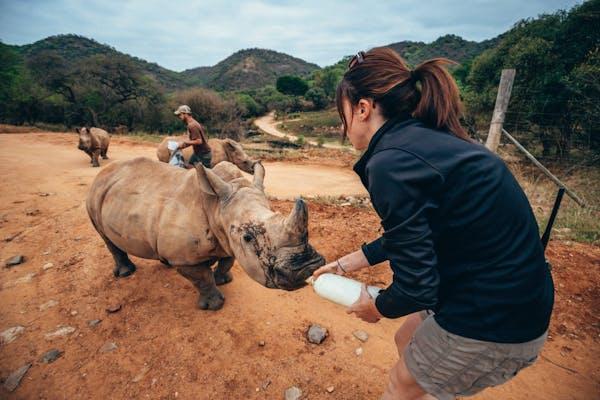Rhino and baby bronze sculpture - Image 5