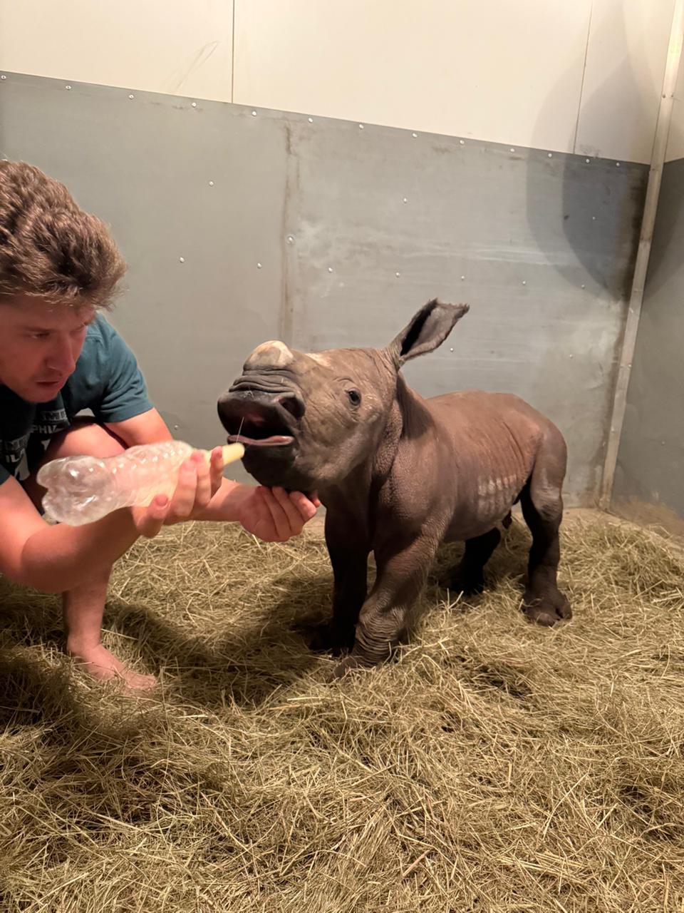 Rhino and baby bronze sculpture - Image 3