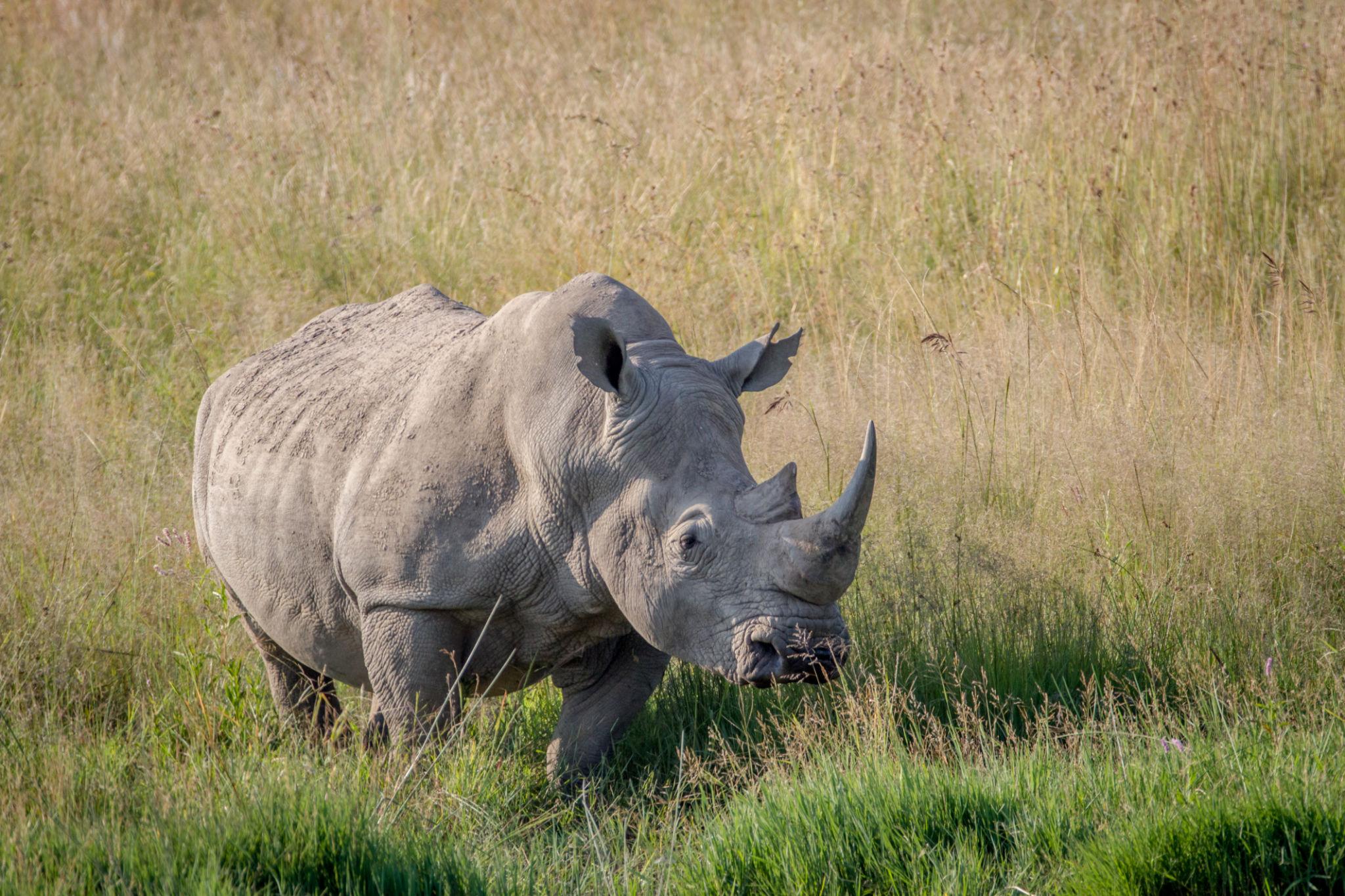 Rhino and baby bronze sculpture - Image 7