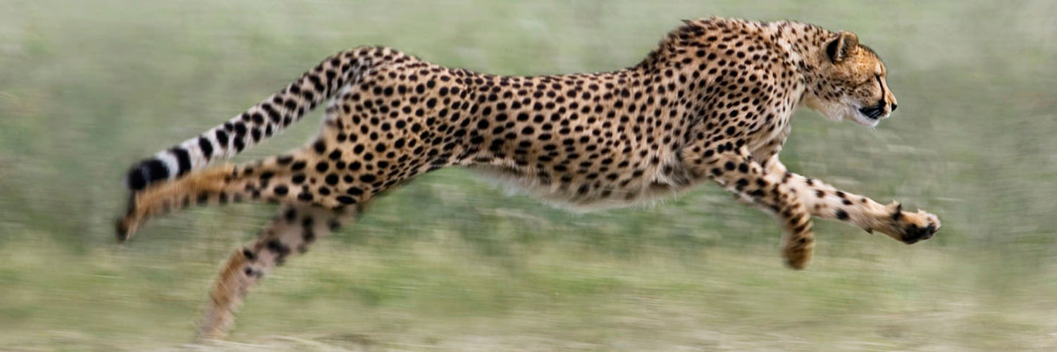 cheetah-conservation-fund-resource-library