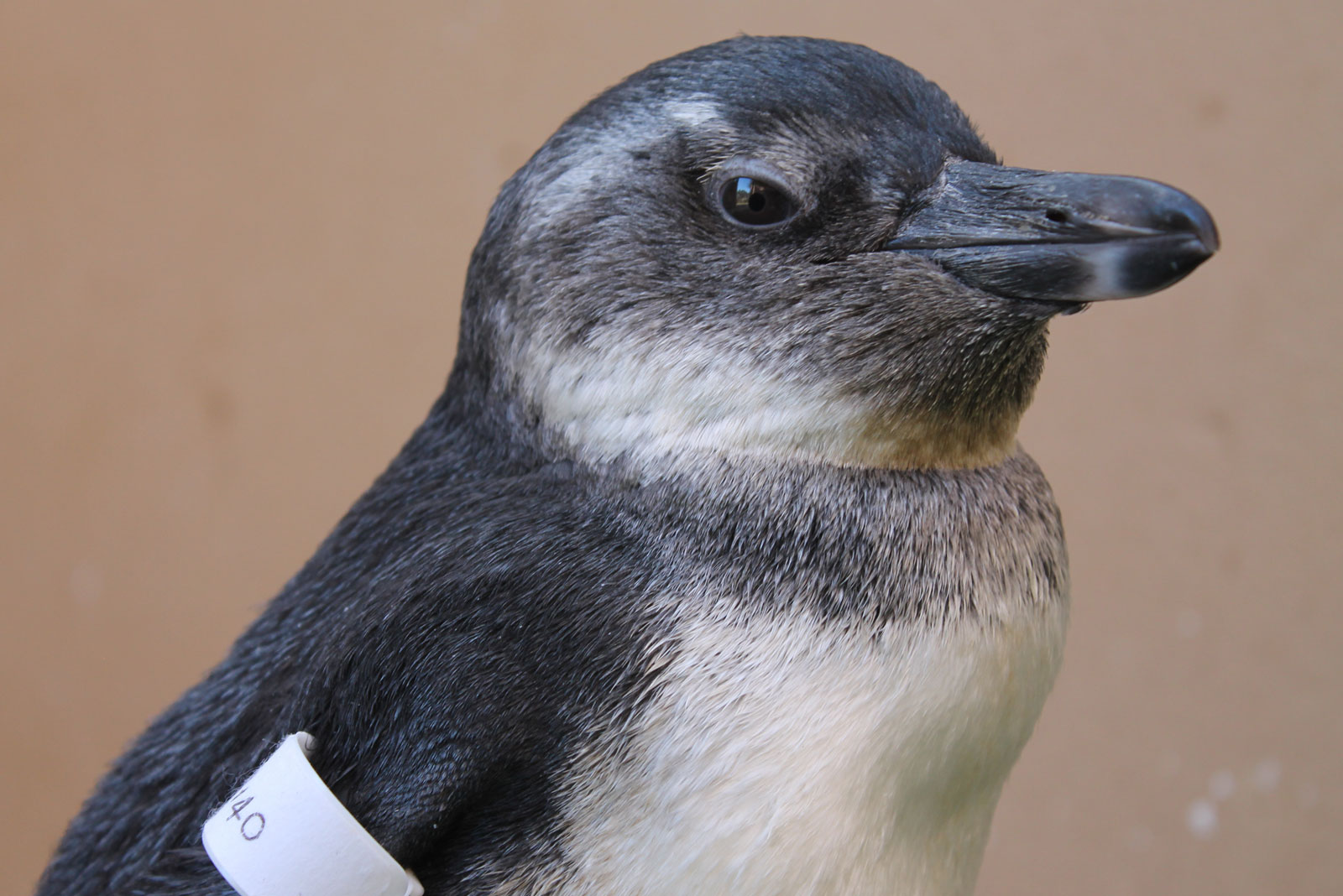 Wildlife_rehab