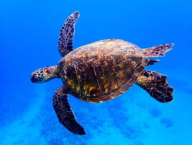 Turtles swimming - verdi gris - Image 7