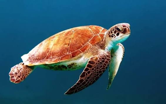 Turtles swimming - verdi gris - Image 8