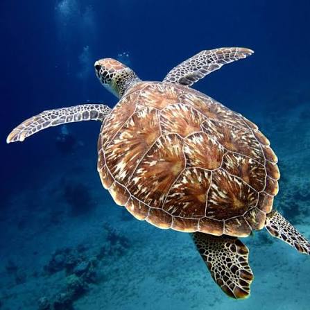 Turtles swimming - verdi gris - Image 9
